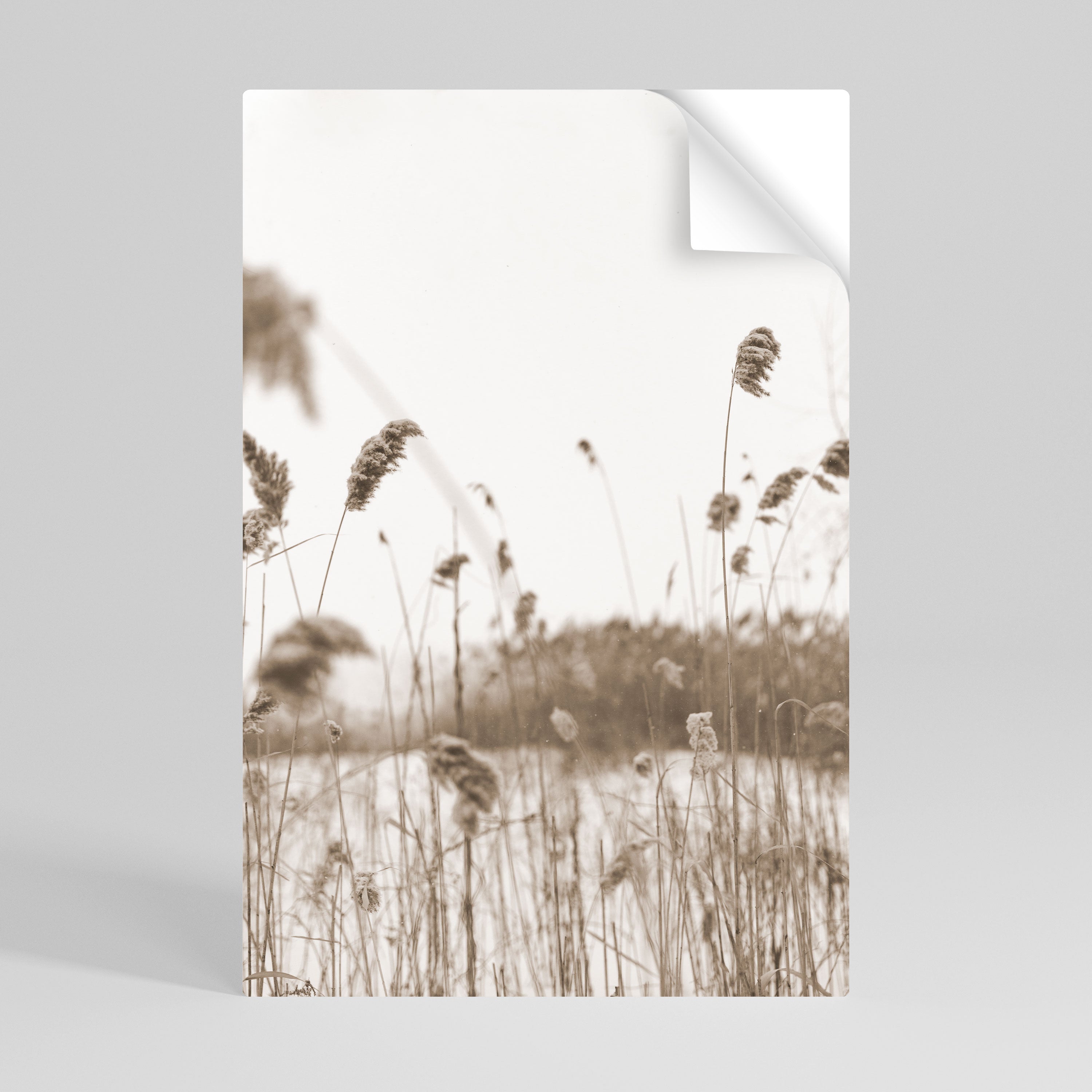 TIMELESS TUSSOCKS Poster Vertical Autocolante