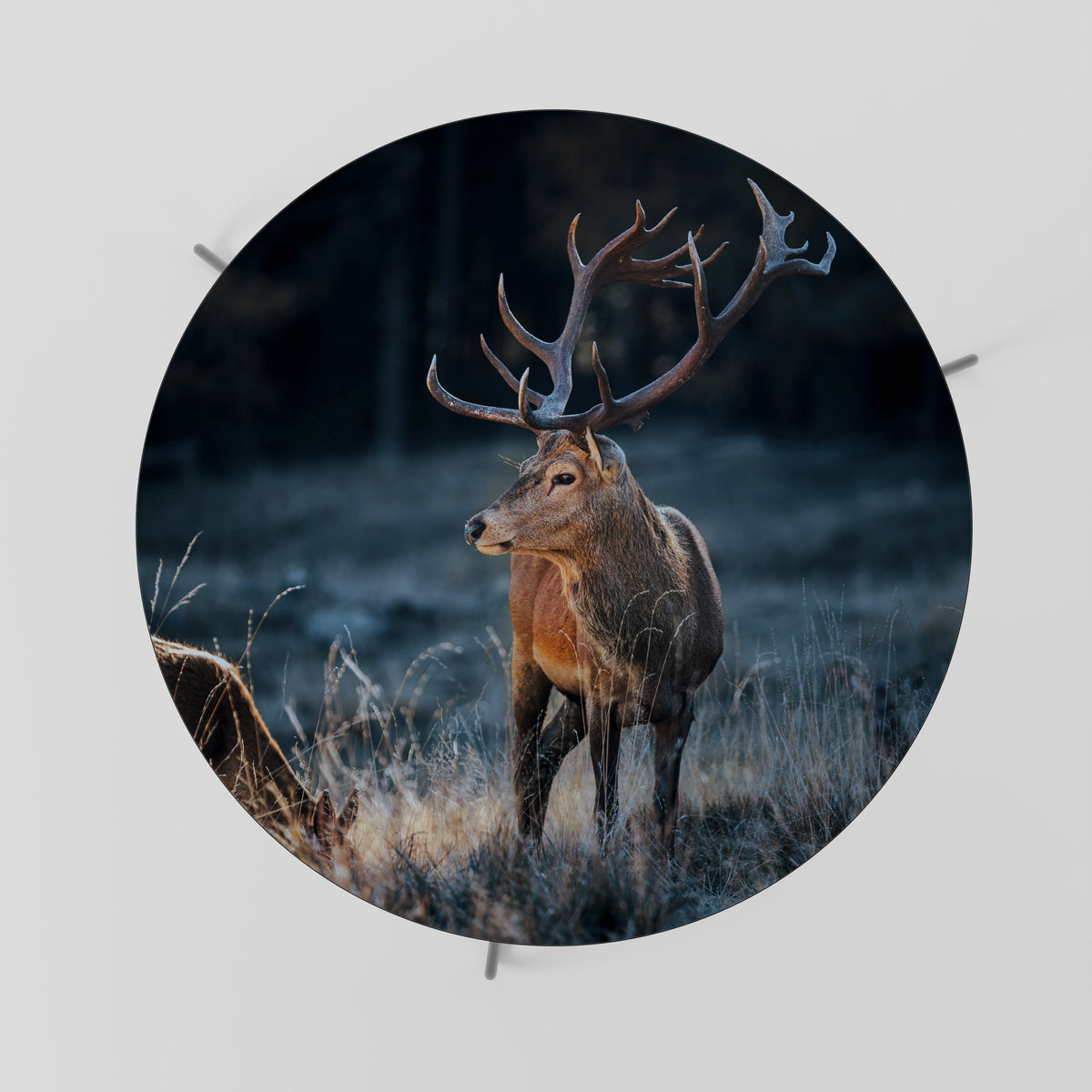 ANTLERED REGALITY Mesa de Centro