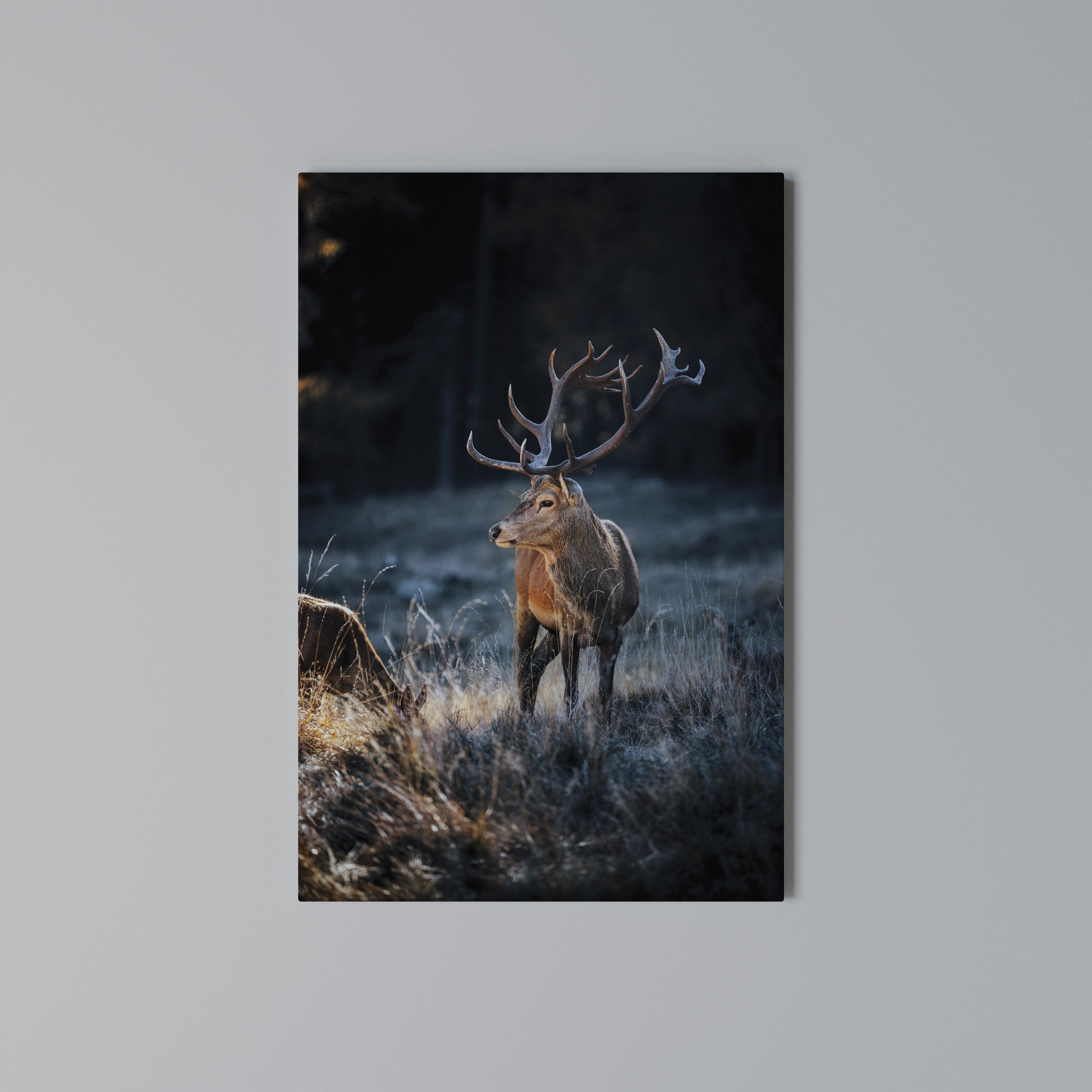 ANTLERED REGALITY Quadro em tela vertical