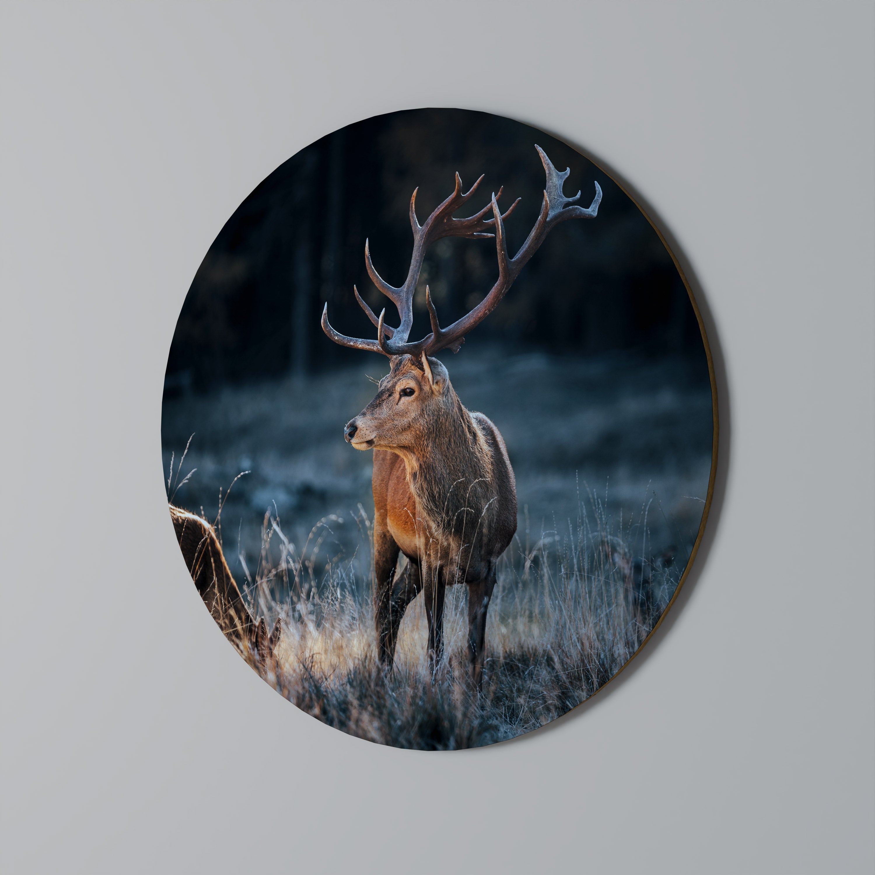 ANTLERED REGALITY Quadro Redondo Decorativo