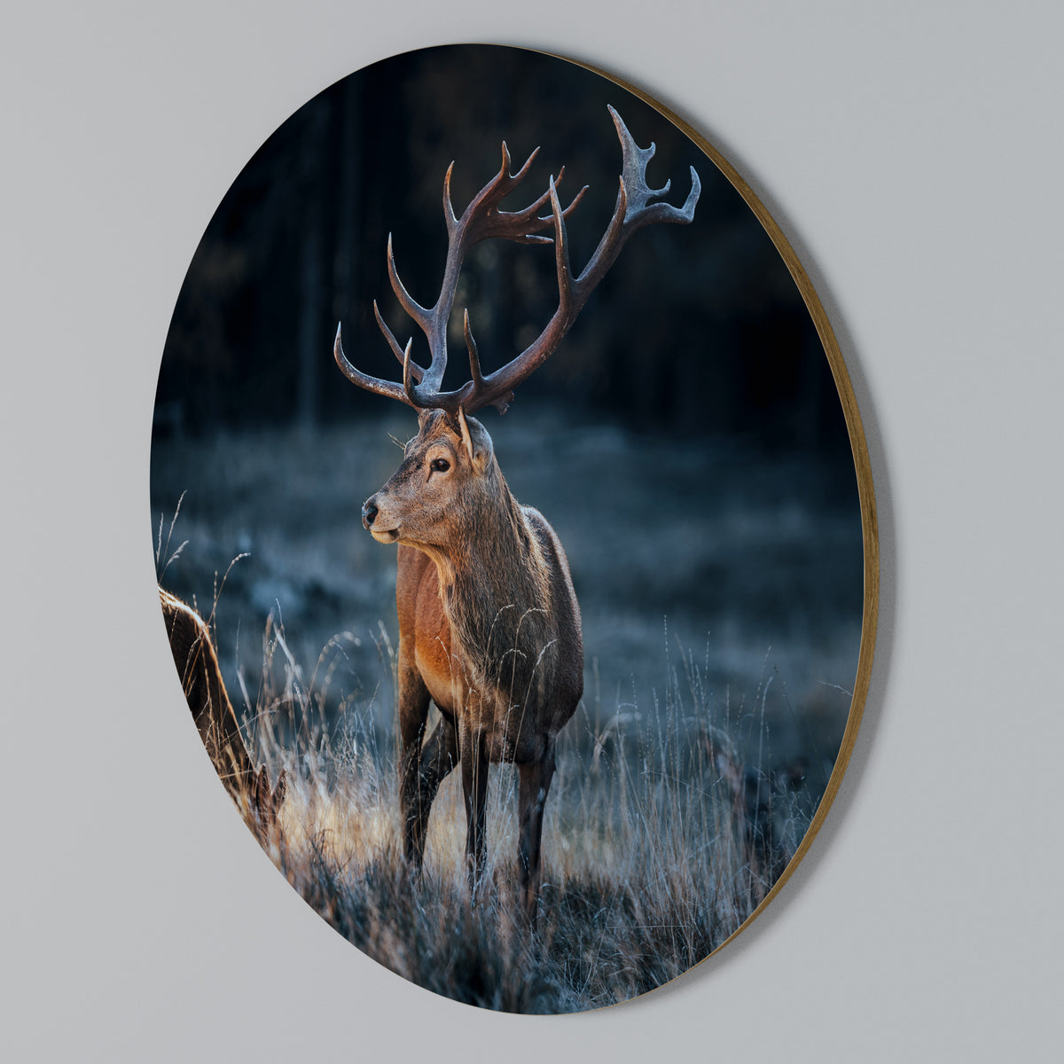 ANTLERED REGALITY Arte de Parede Redonda