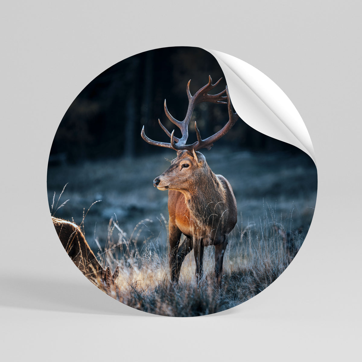 ANTLERED REGALITY Autocolante Redondo Removível