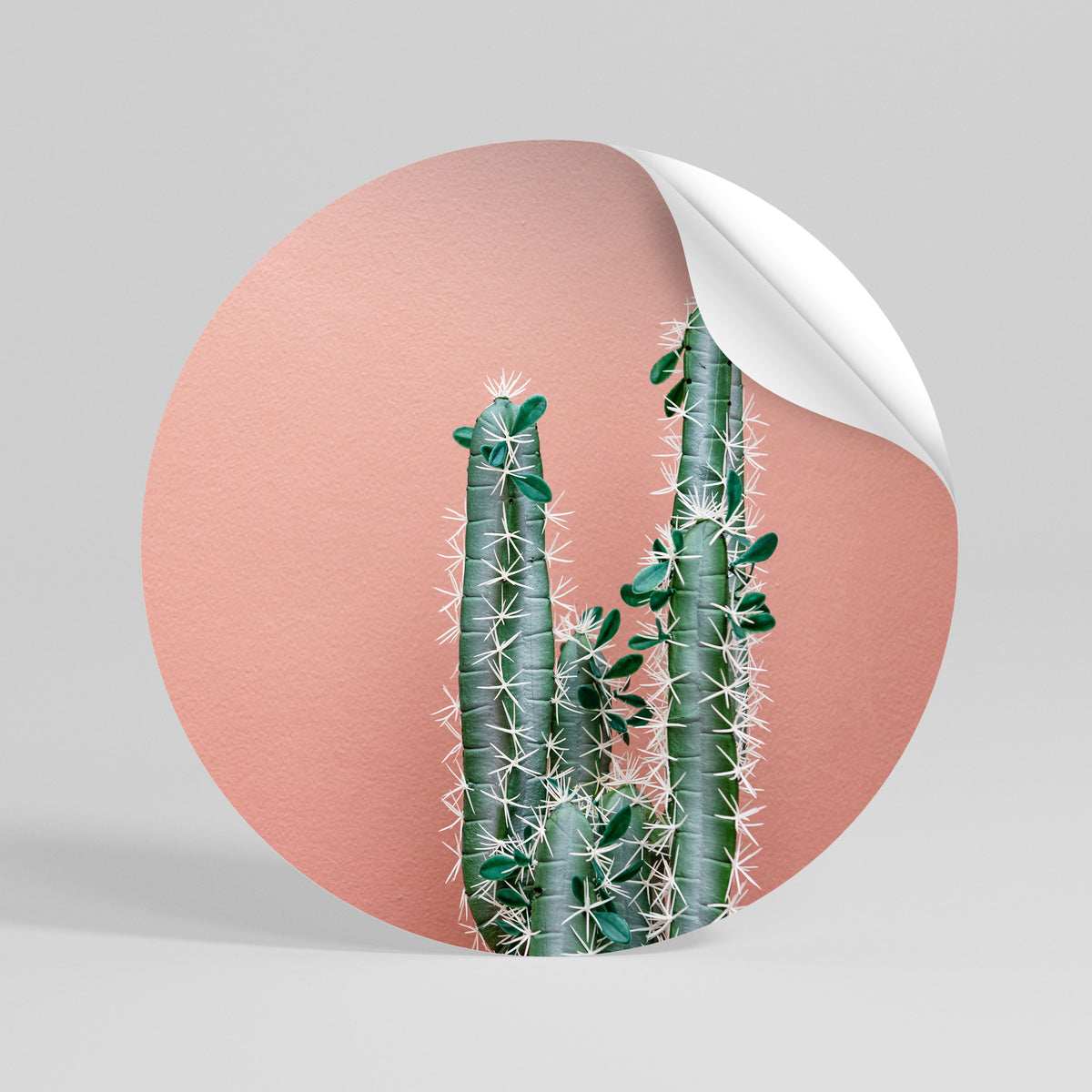 LORD CACTUS Autocolante Redondo Removível