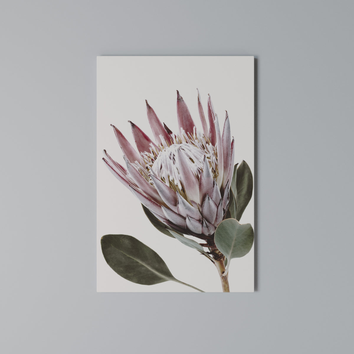 PROTEA FLOWER Quadro em tela vertical
