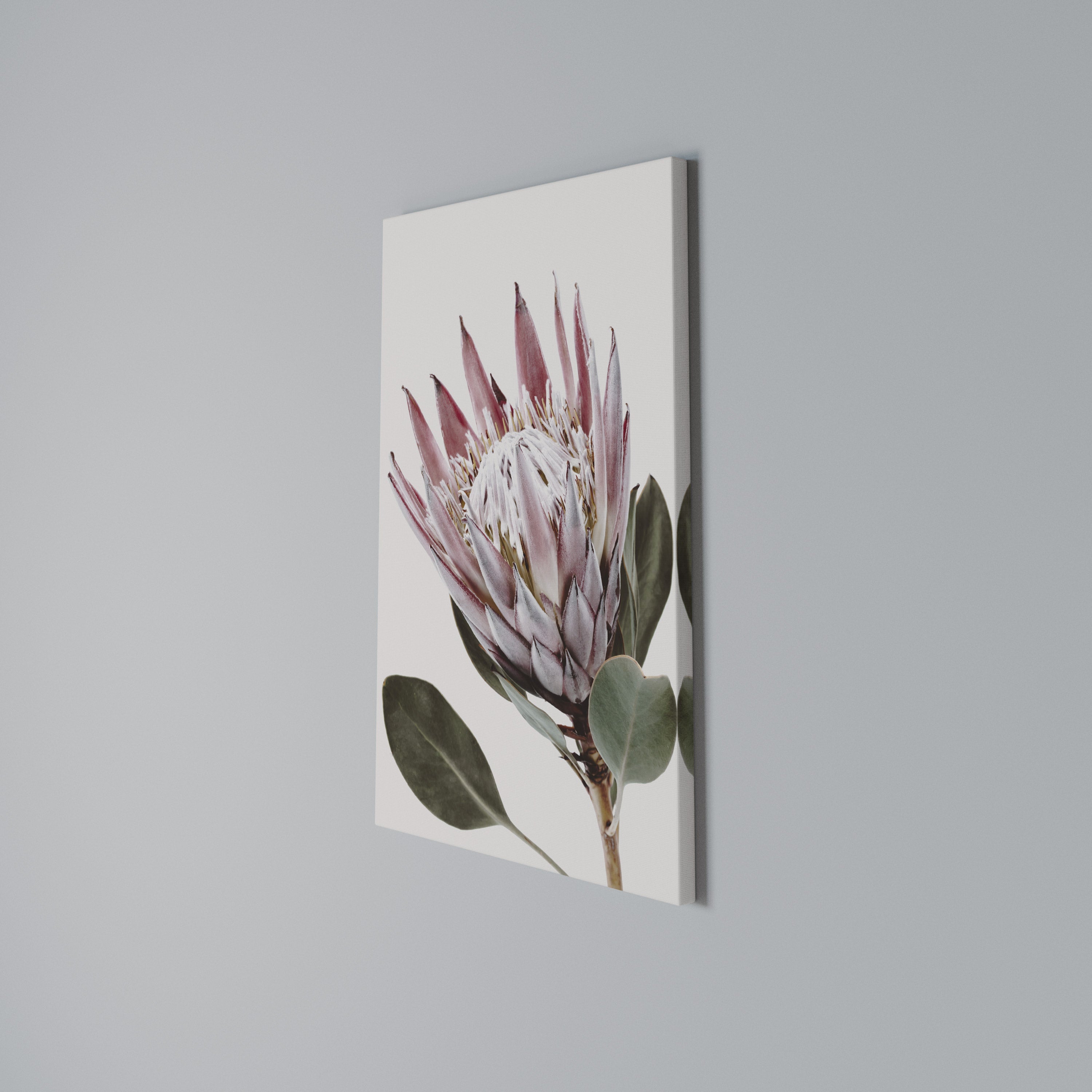 PROTEA FLOWER Quadro em tela vertical
