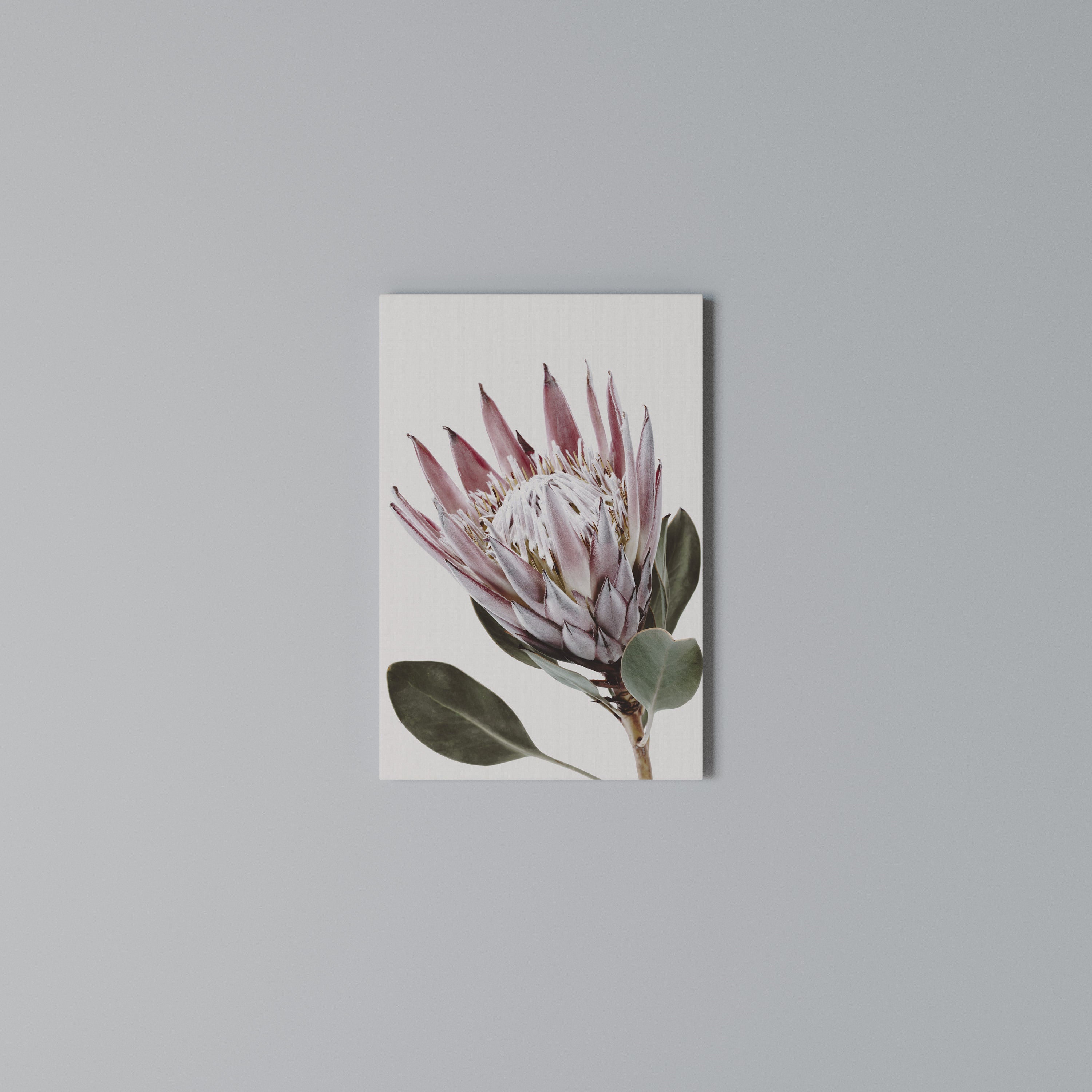 PROTEA FLOWER Quadro em tela vertical