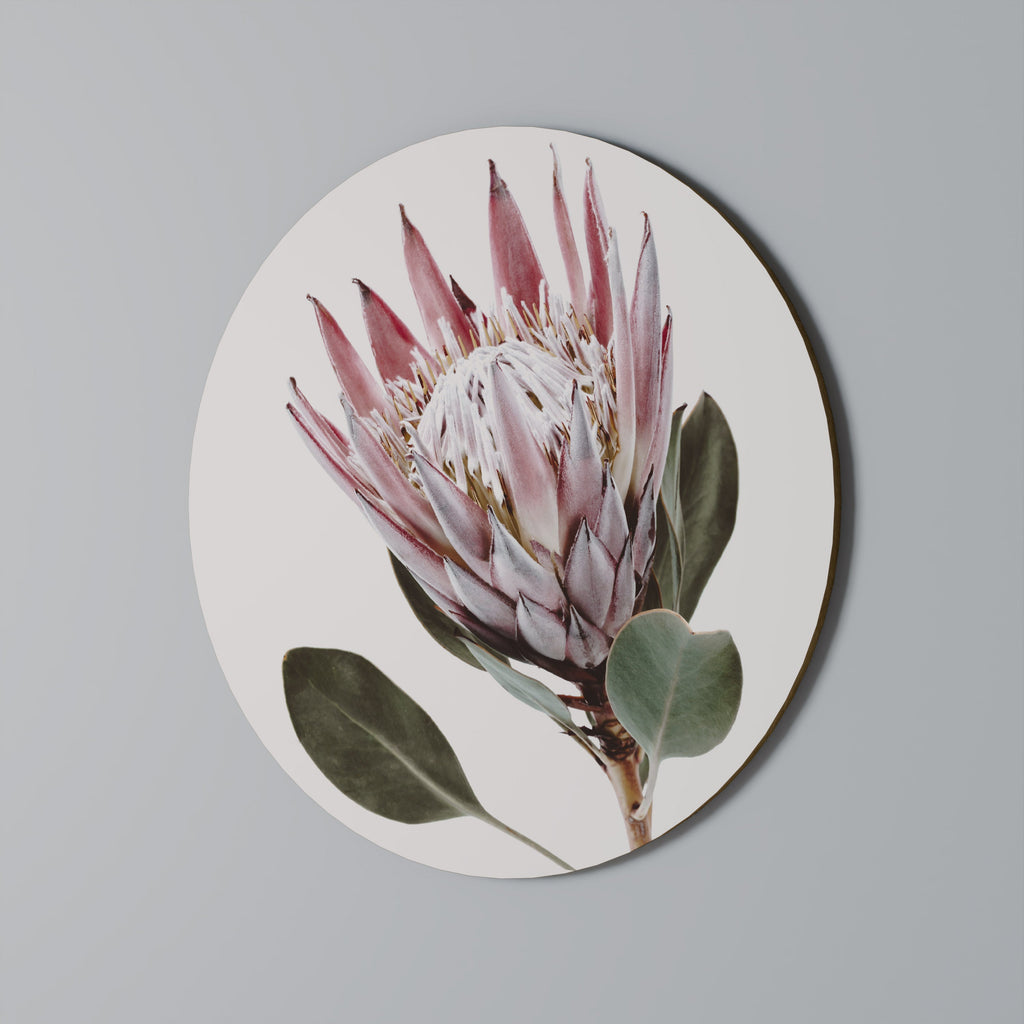 PROTEA FLOWER Quadro Redondo Decorativo