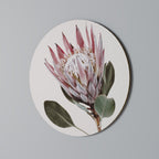 PROTEA FLOWER Quadro Redondo Decorativo