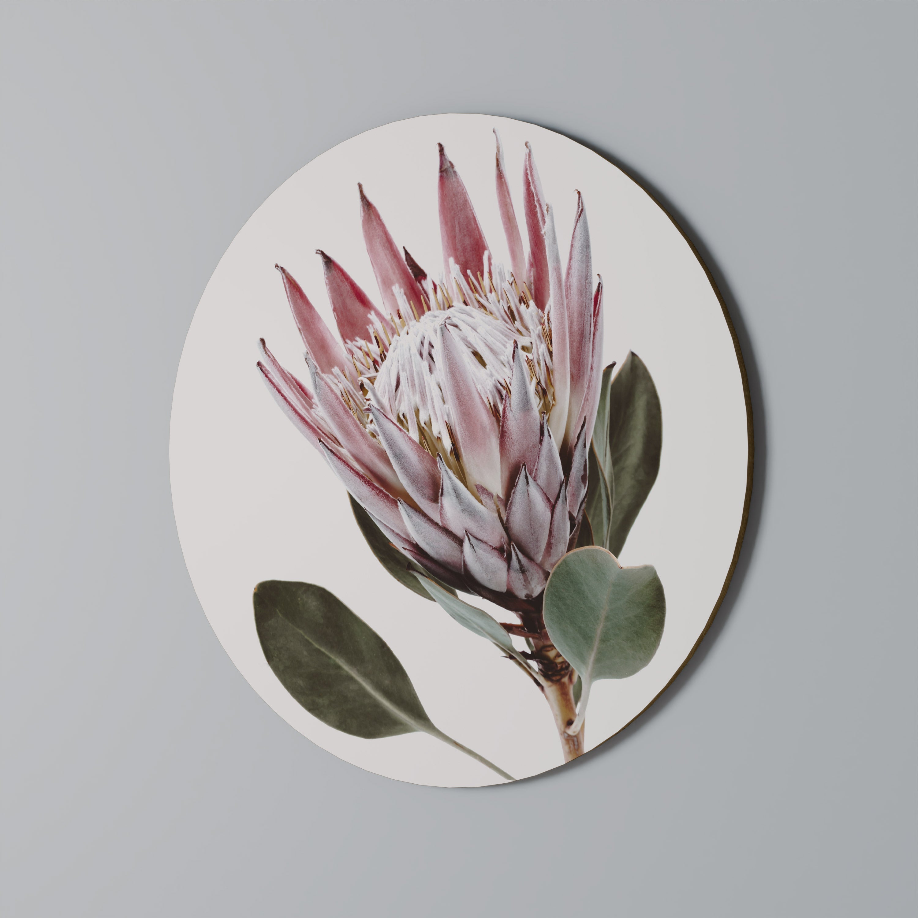 PROTEA FLOWER Quadro Redondo Decorativo