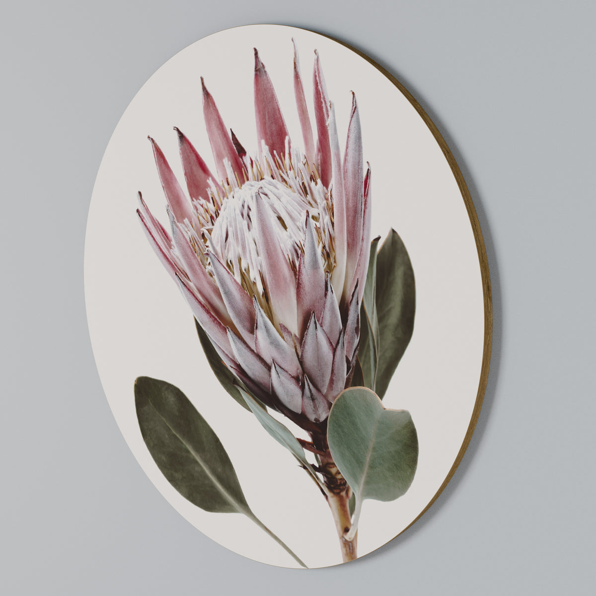 PROTEA FLOWER Arte de Parede Redonda