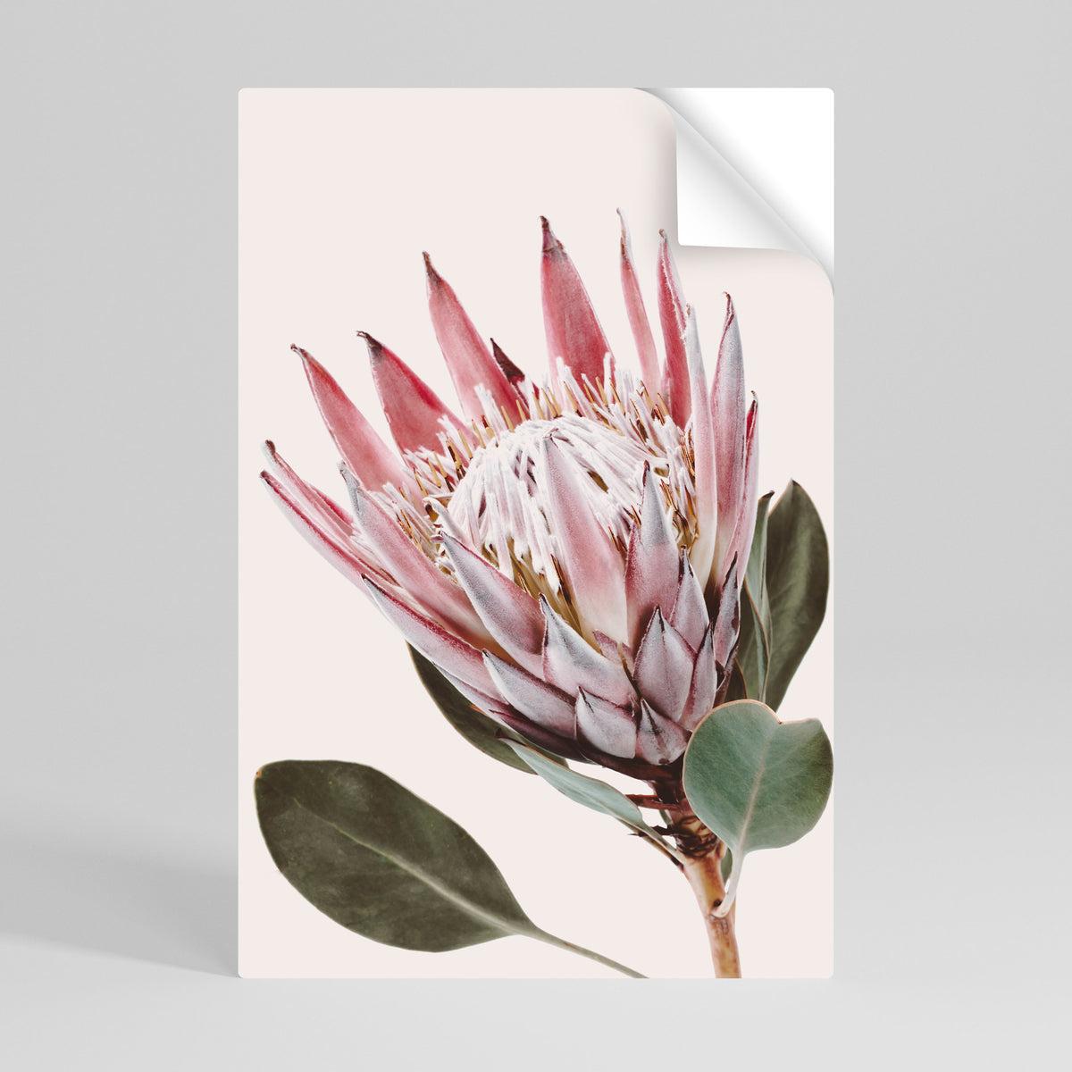 PROTEA FLOWER Póster Autocolante Vertical