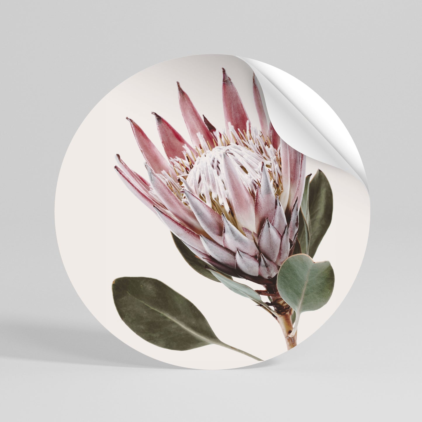 PROTEA FLOWER Autocolante Redondo Removível