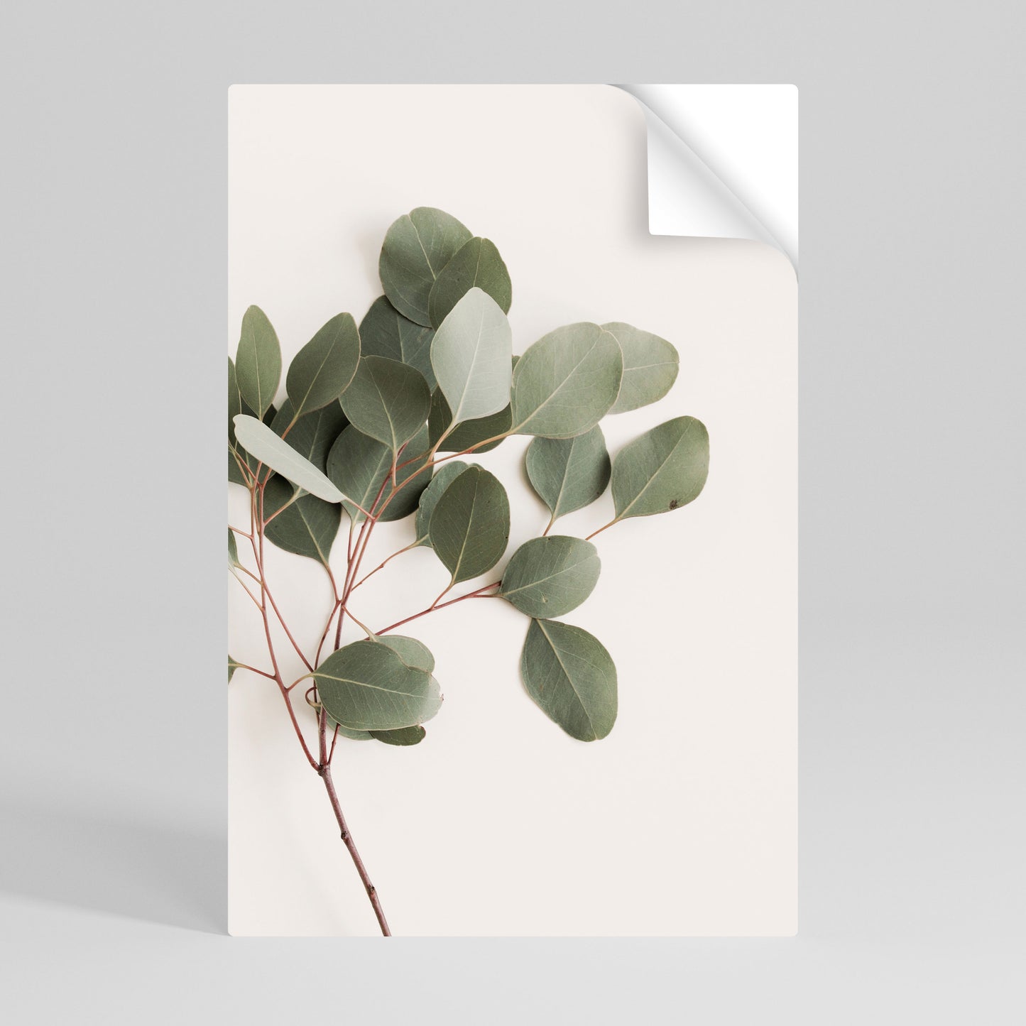 EUCALYPTUS BRANCH Póster Autocolante Vertical