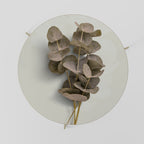 TIMELESS GREENERY Coffee Table 69