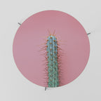 MISTER CACTUS Coffee Table 69