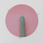 MISTER CACTUS Coffee Table 69