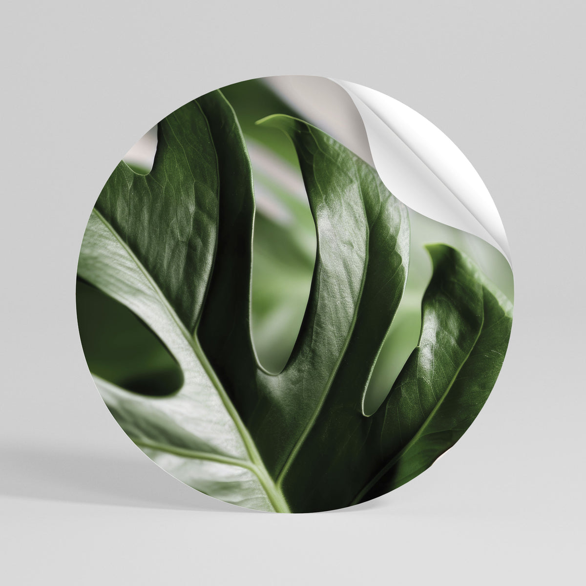 SHARP MONSTERA Autocolante Redondo Removível