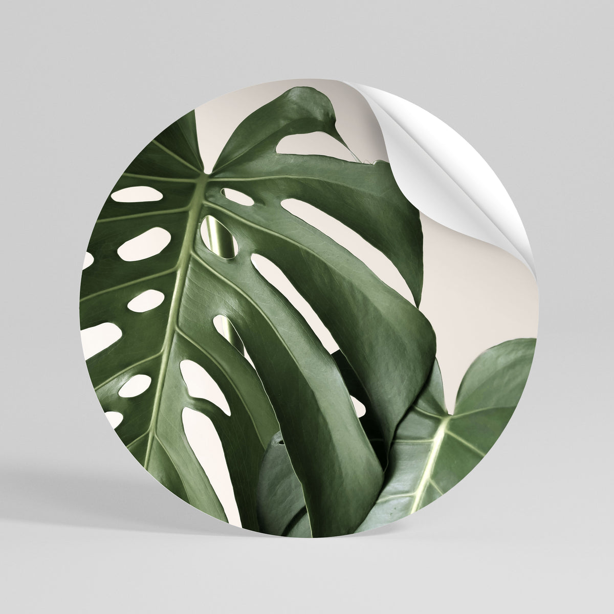 MONSTERA ACCURACY Autocolante Redondo Removível