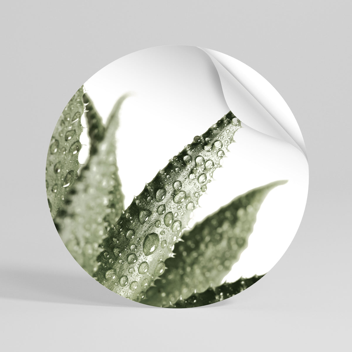DEWDROP SYMPHONY Autocolante Redondo Removível