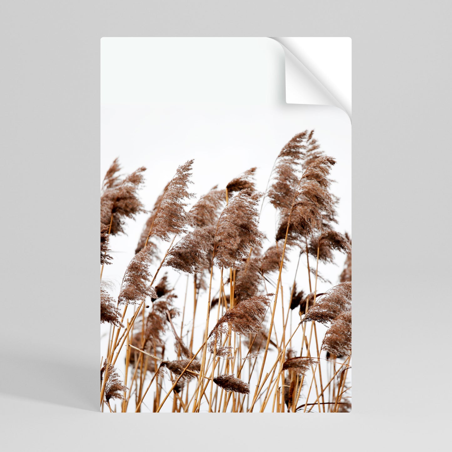 DANCE OF REEDS Póster Autocolante Vertical
