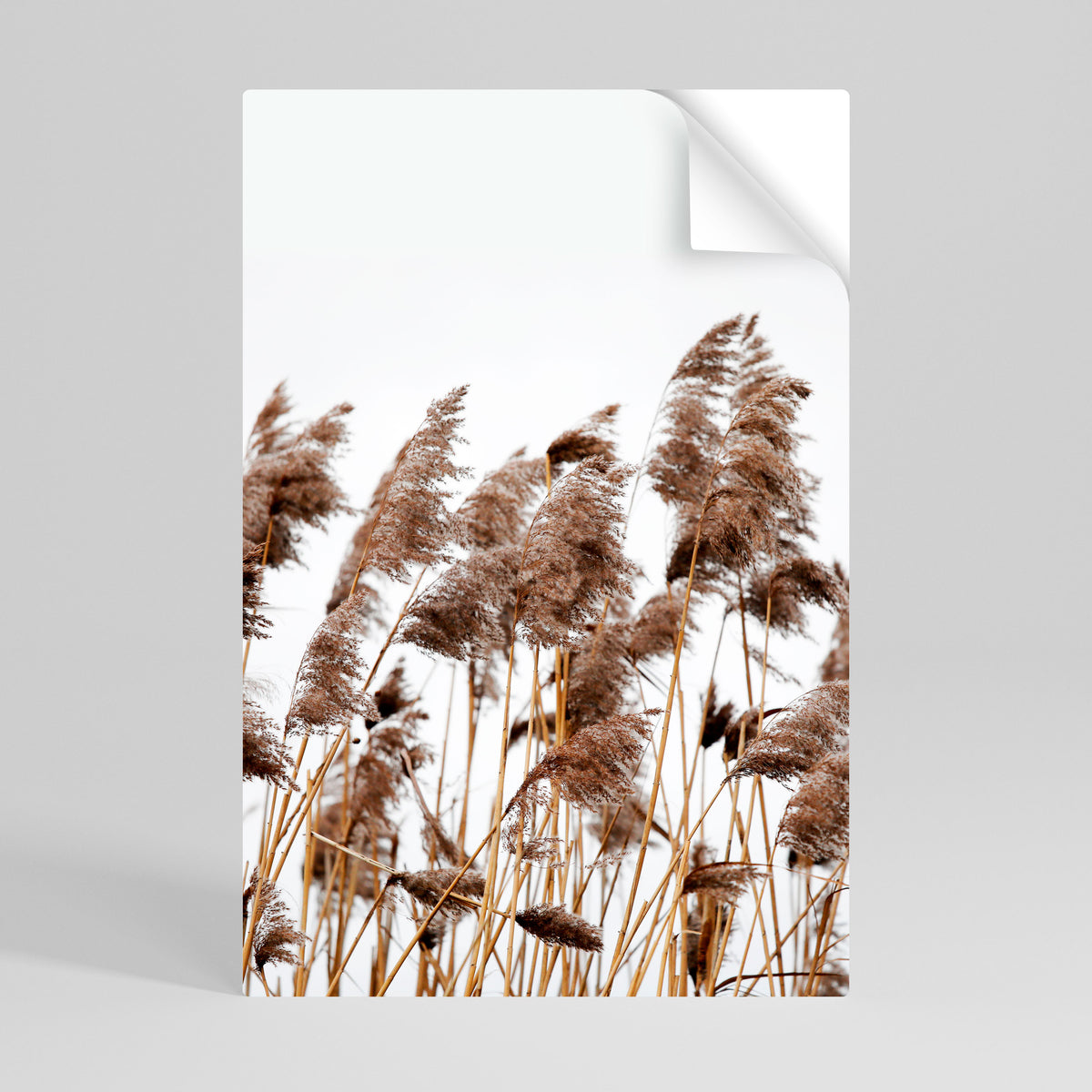 DANCE OF REEDS Póster Autocolante Vertical