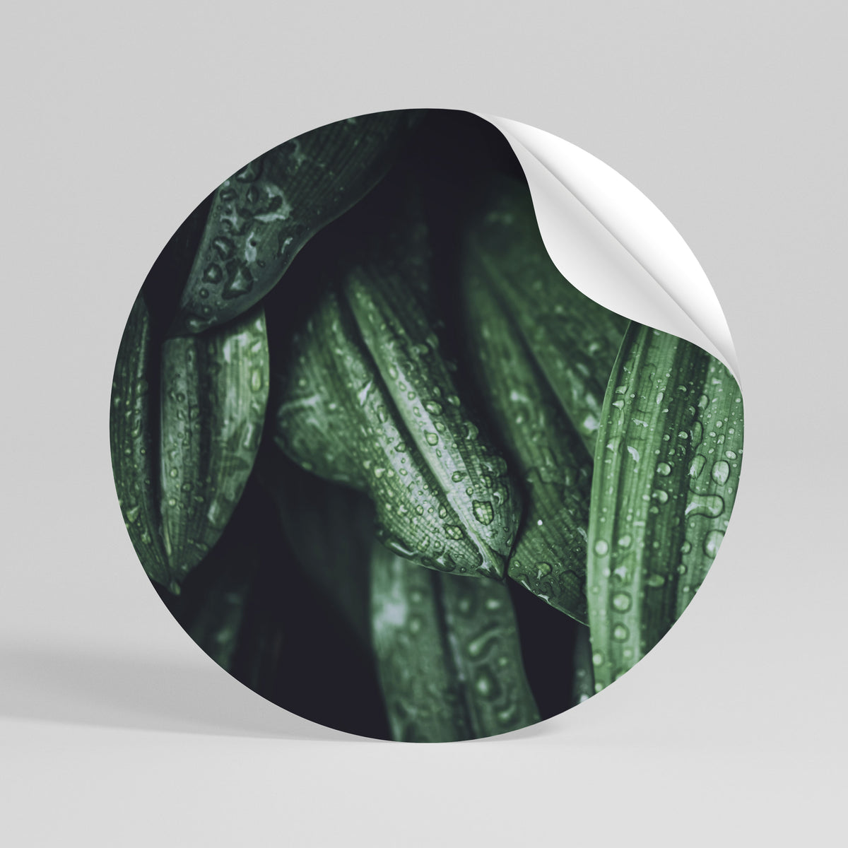 LUSH DROPLET DANCE Autocolante Redondo Removível