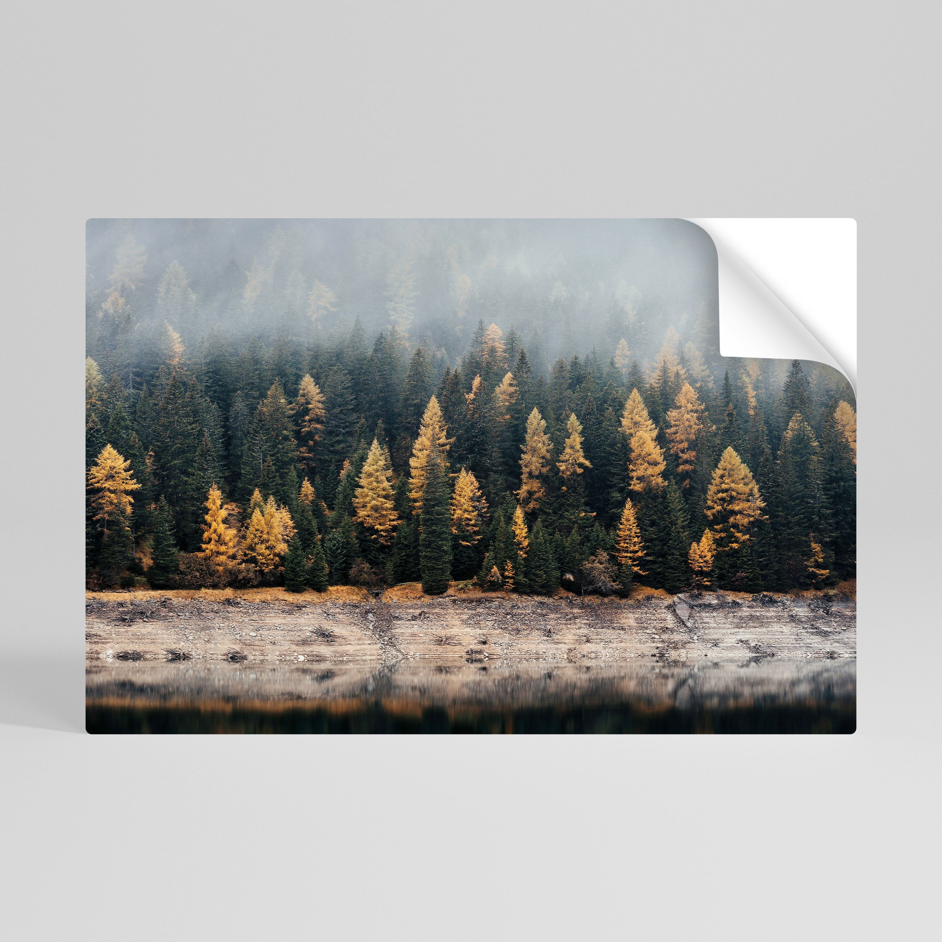 GOLDEN TREES IN FOG Peel and Stick Horizontal Poster