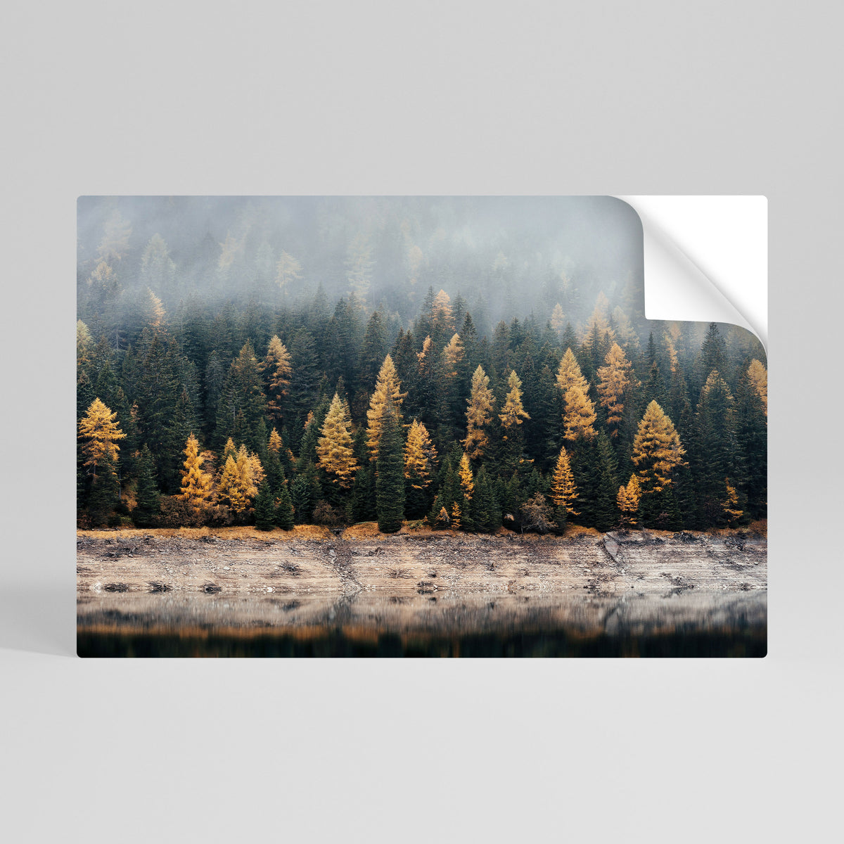 GOLDEN TREES IN FOG Póster Autocolante Horizontal