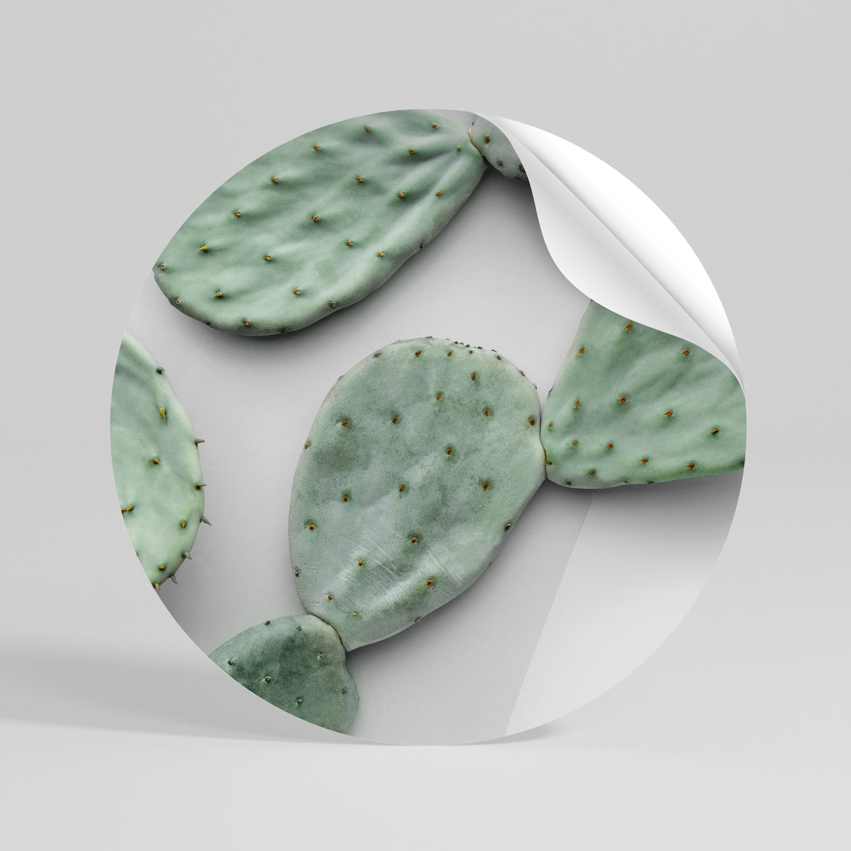 CACTUS DREAMSCAPE Autocolante Redondo Removível