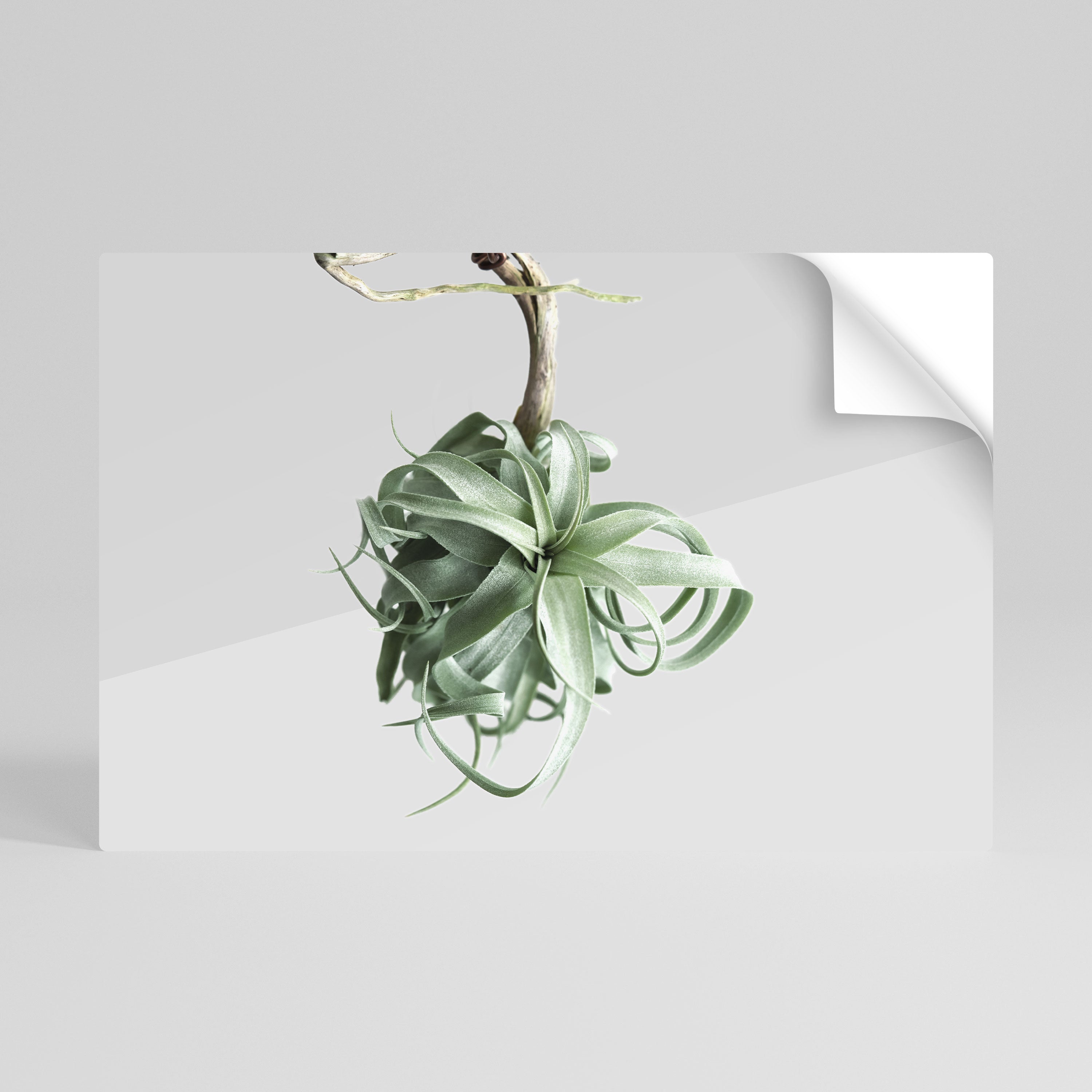 TANGLE OF NATURE Póster Autocolante Horizontal