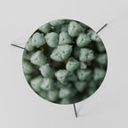 TEXTURED GREEN TIDBITS Mesa de Centro 60