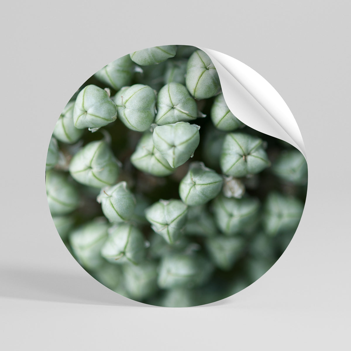 TEXTURED GREEN TIDBITS Autocolante Redondo Removível