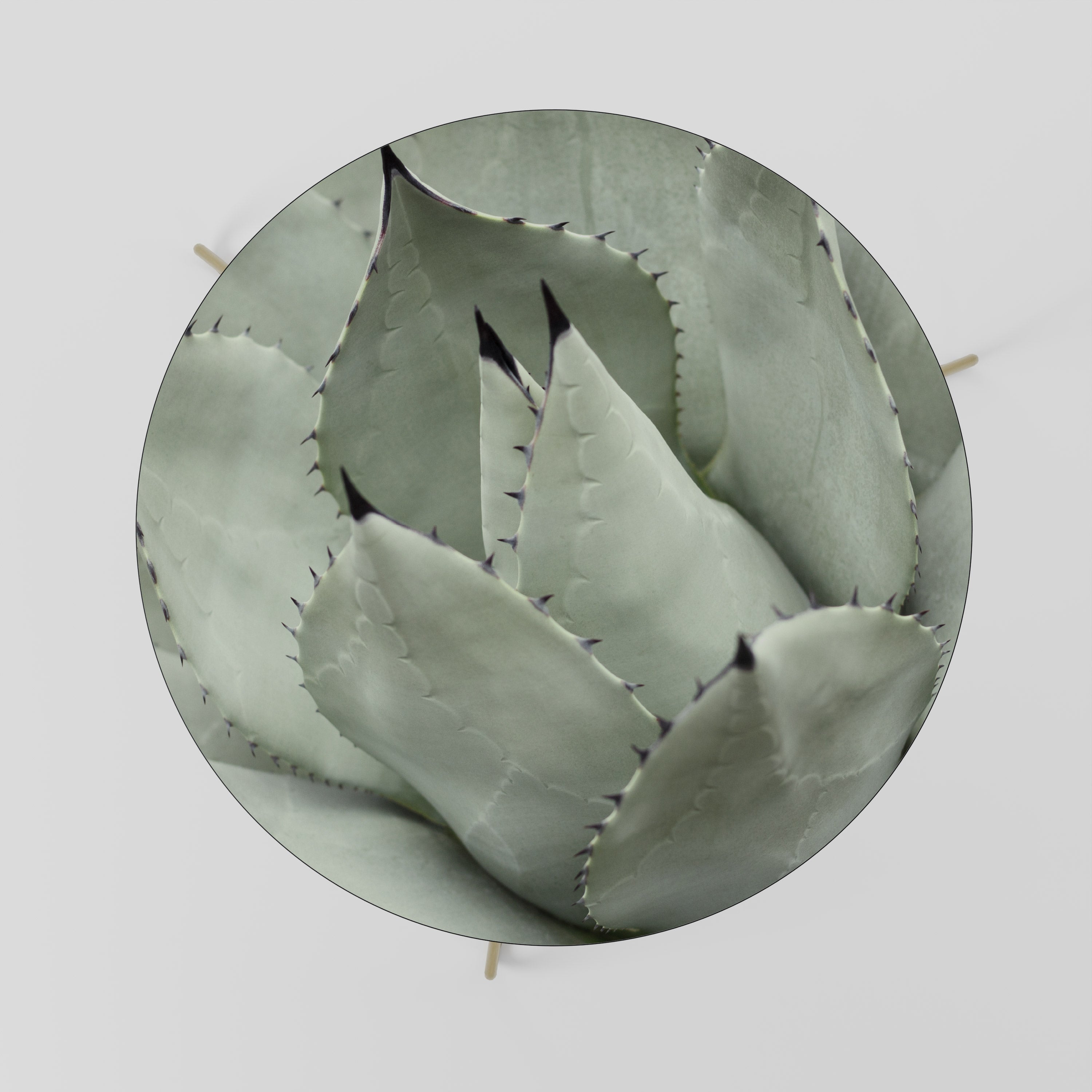 MYSTICAL SUCCULENT DREAM Mesa de Centro 69