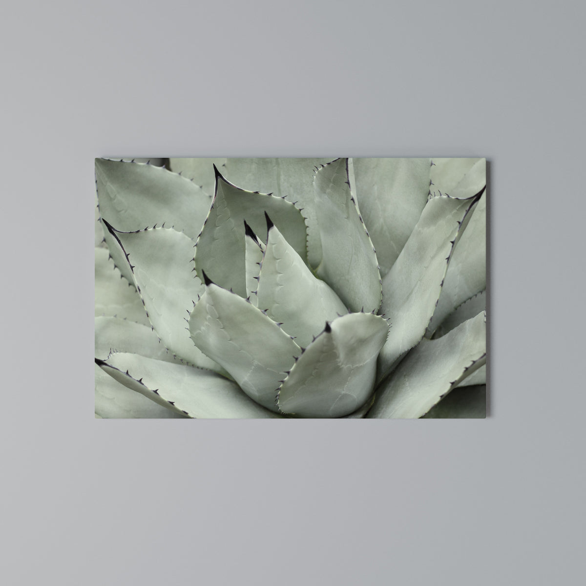 MYSTICAL SUCCULENT DREAM Horizontal Canvas Print