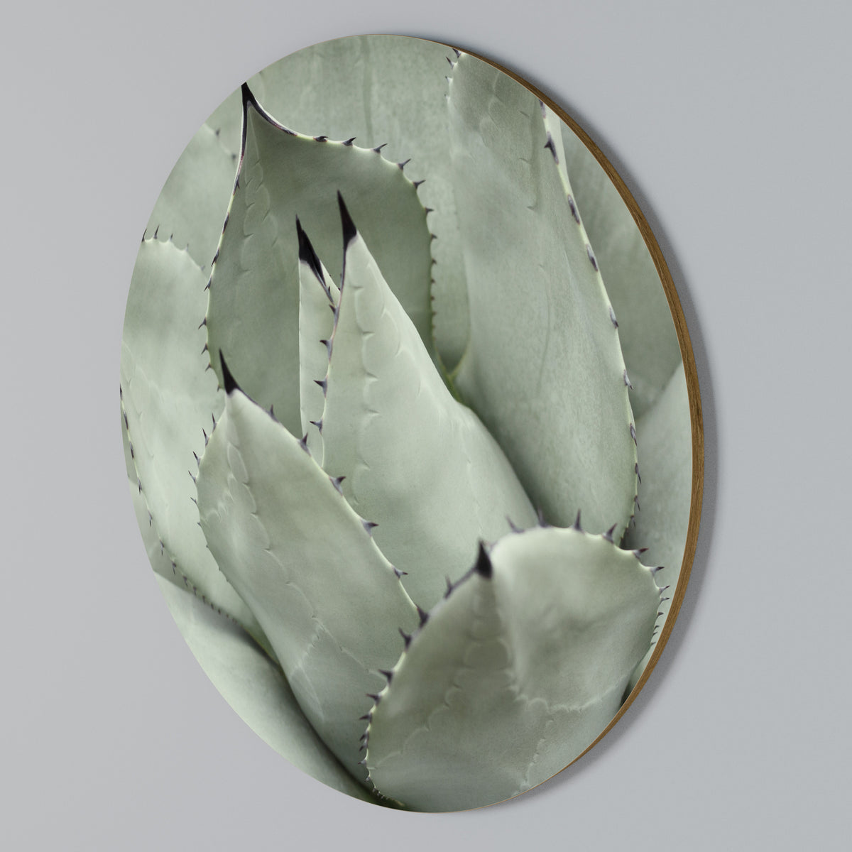 MYSTICAL SUCCULENT DREAM Round Wall Art