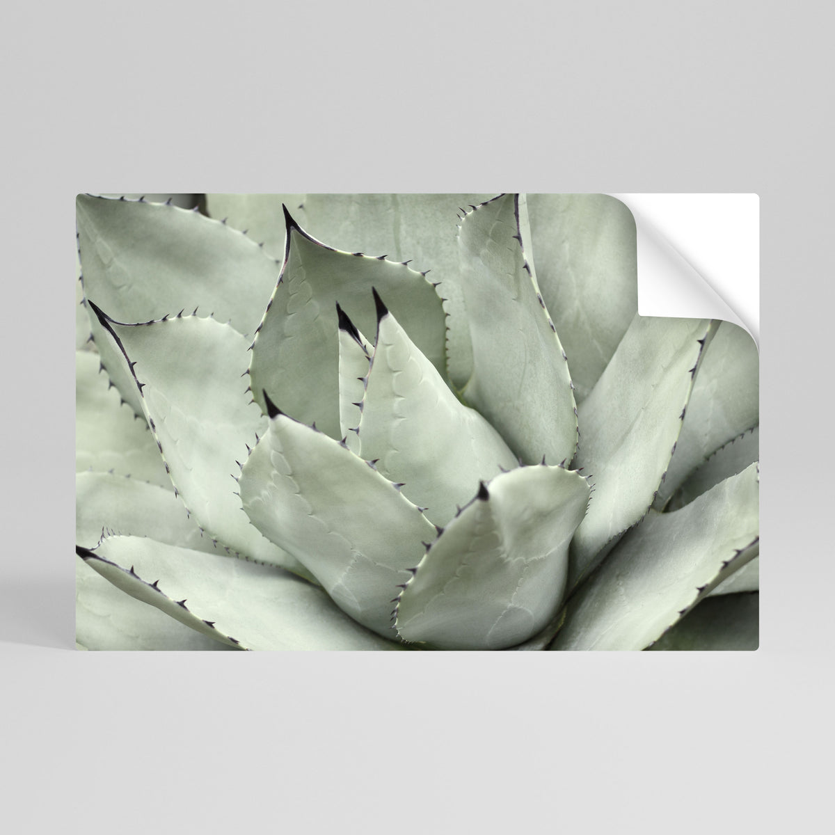 MYSTICAL SUCCULENT DREAM Póster Autocolante Horizontal