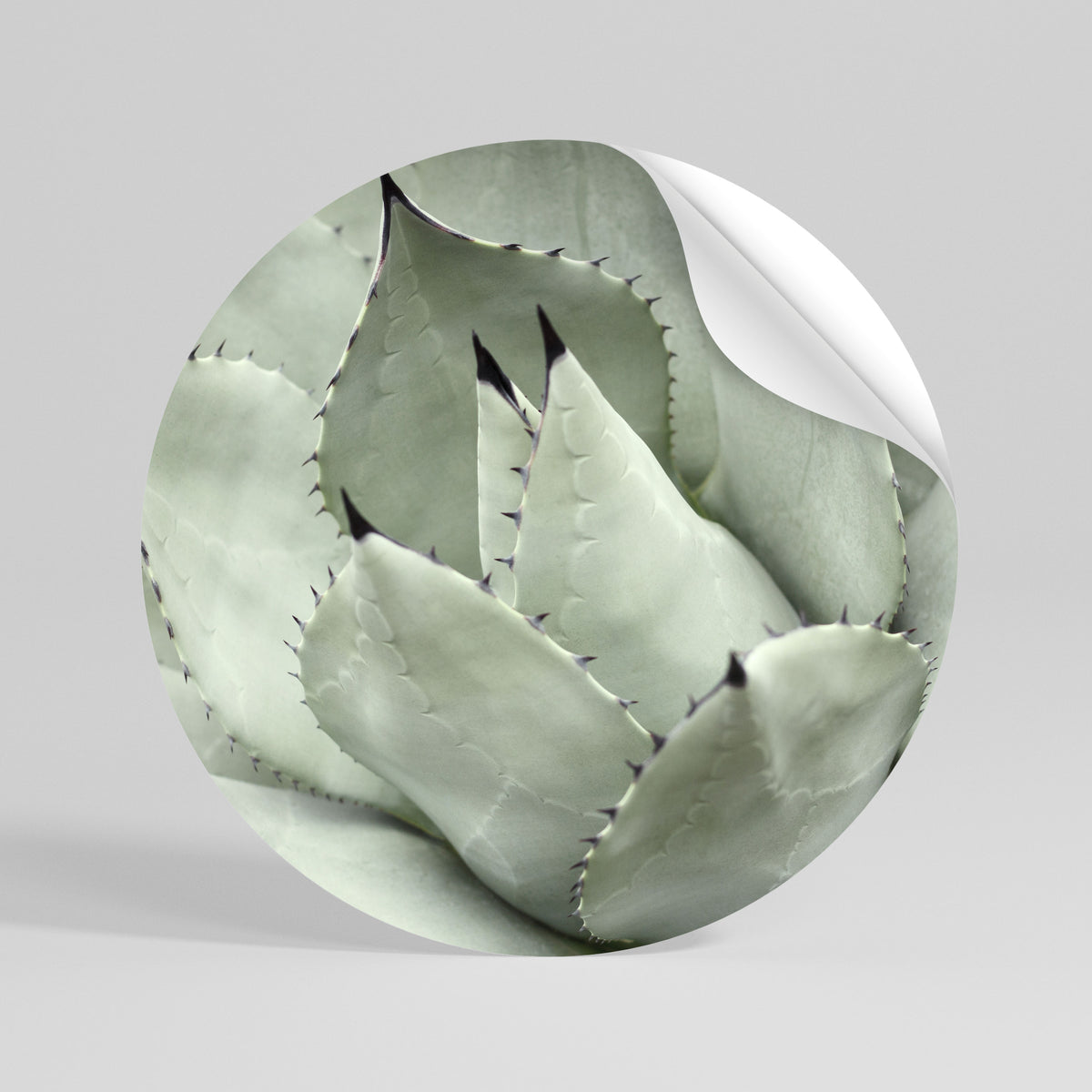 MYSTICAL SUCCULENT DREAM Autocolante Redondo Removível
