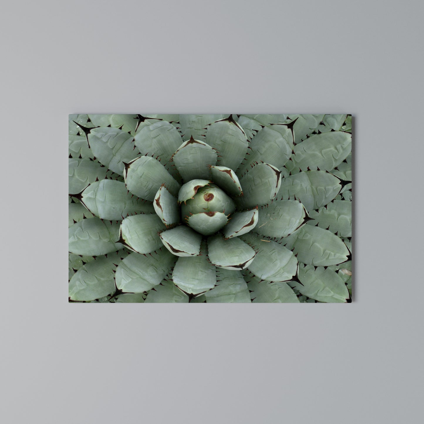 SUCCULENT SYMMETRY Horizontal Canvas Print