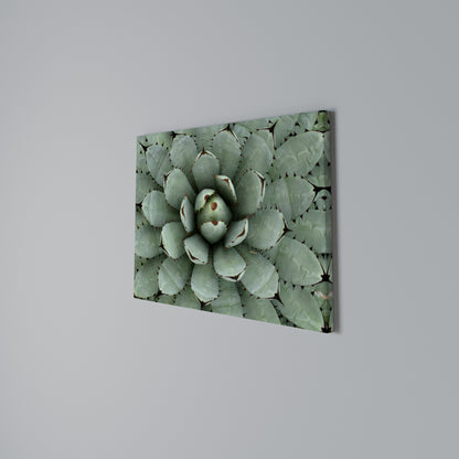 SUCCULENT SYMMETRY Horizontal Canvas Print