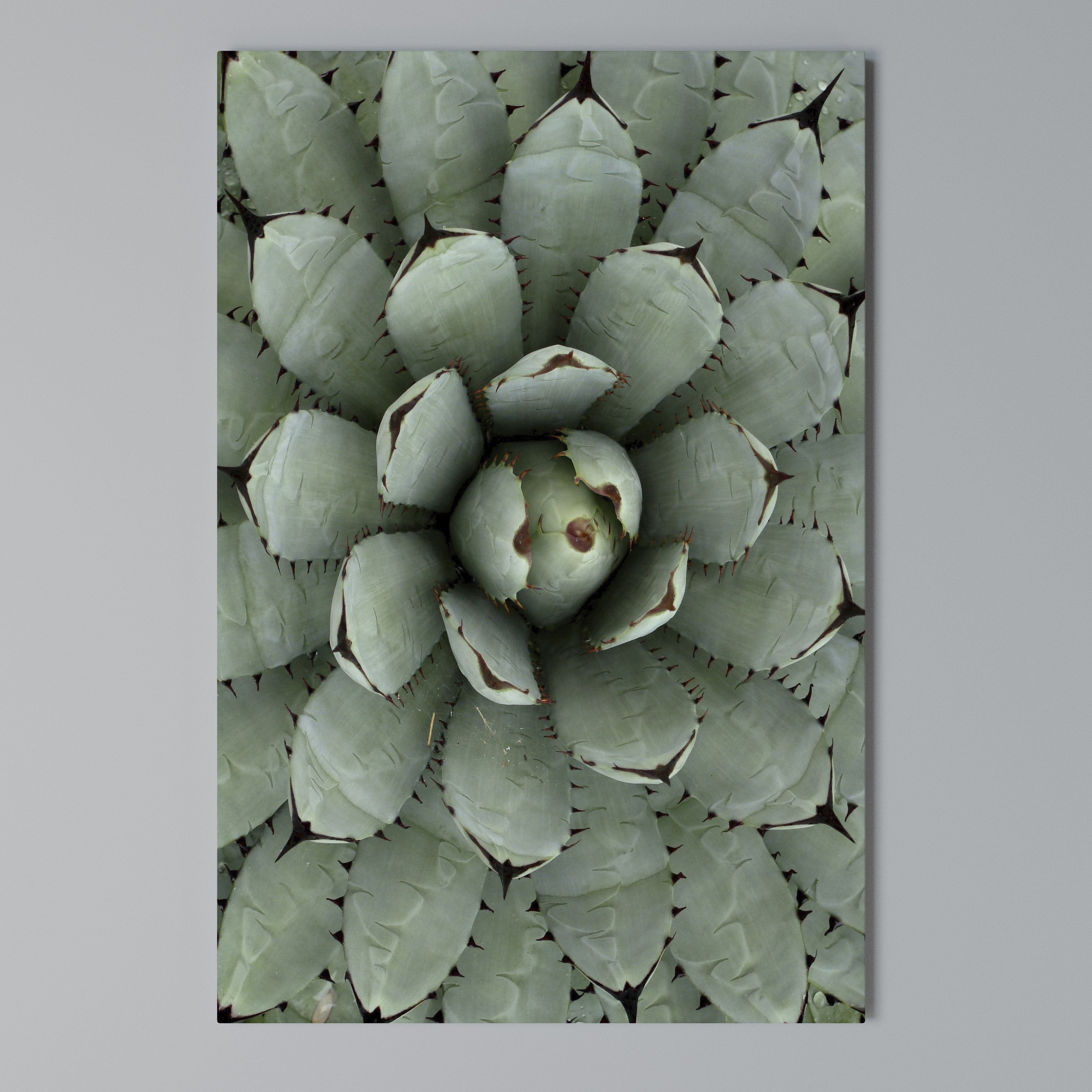 SUCCULENT SYMMETRY Quadro em tela vertical