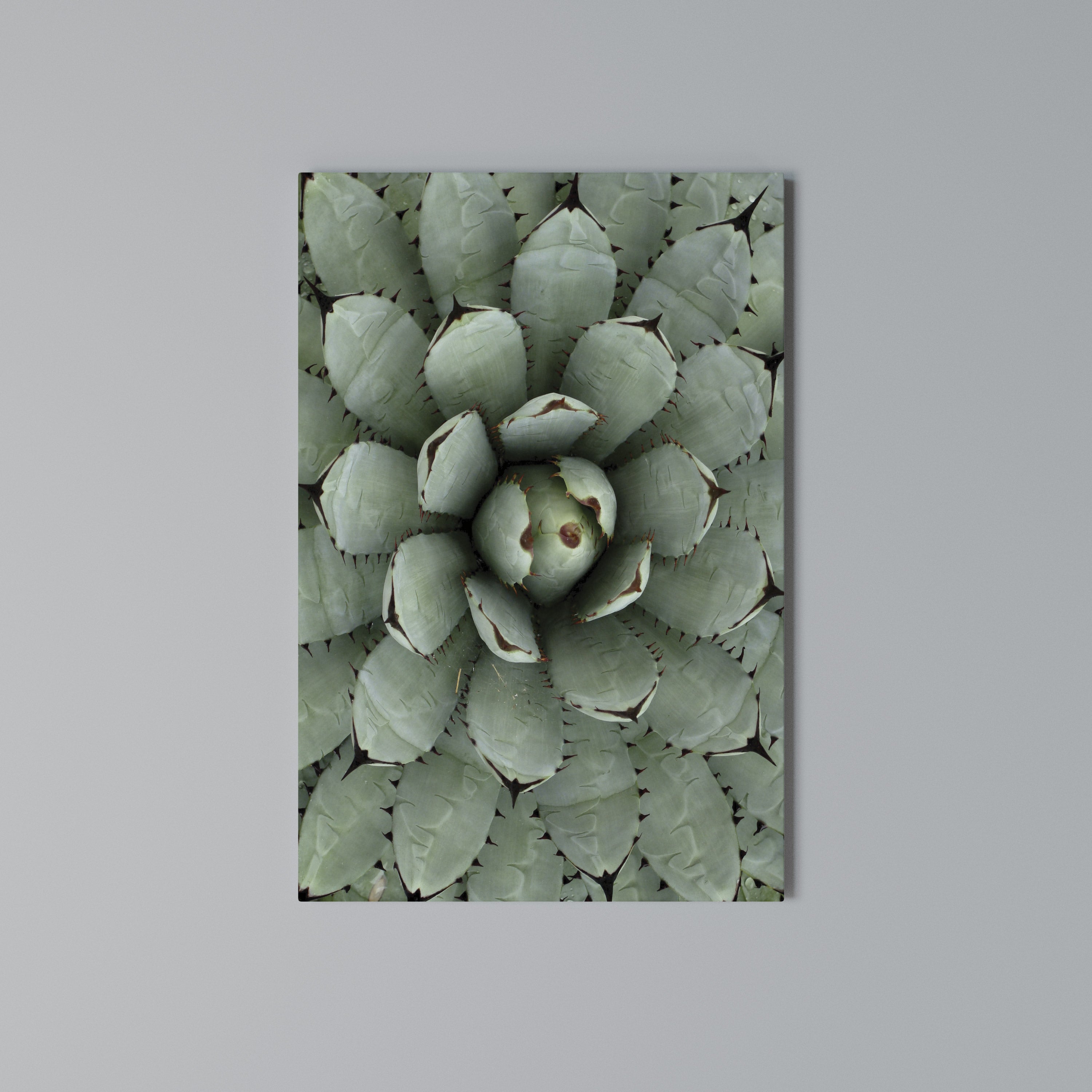 SUCCULENT SYMMETRY Quadro em tela vertical