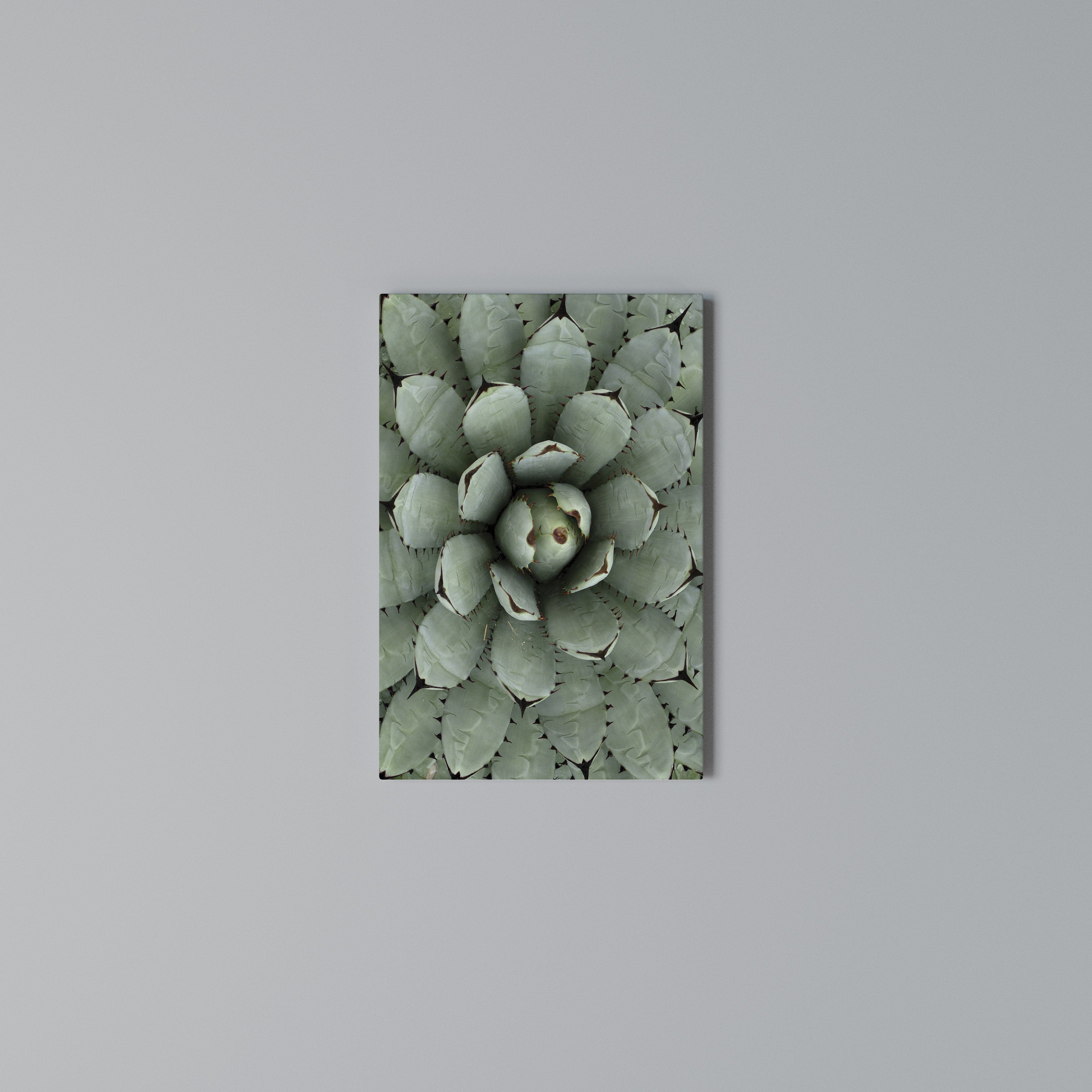 SUCCULENT SYMMETRY Quadro em tela vertical