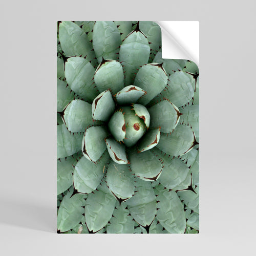 SUCCULENT SYMMETRY Póster Autocolante Vertical