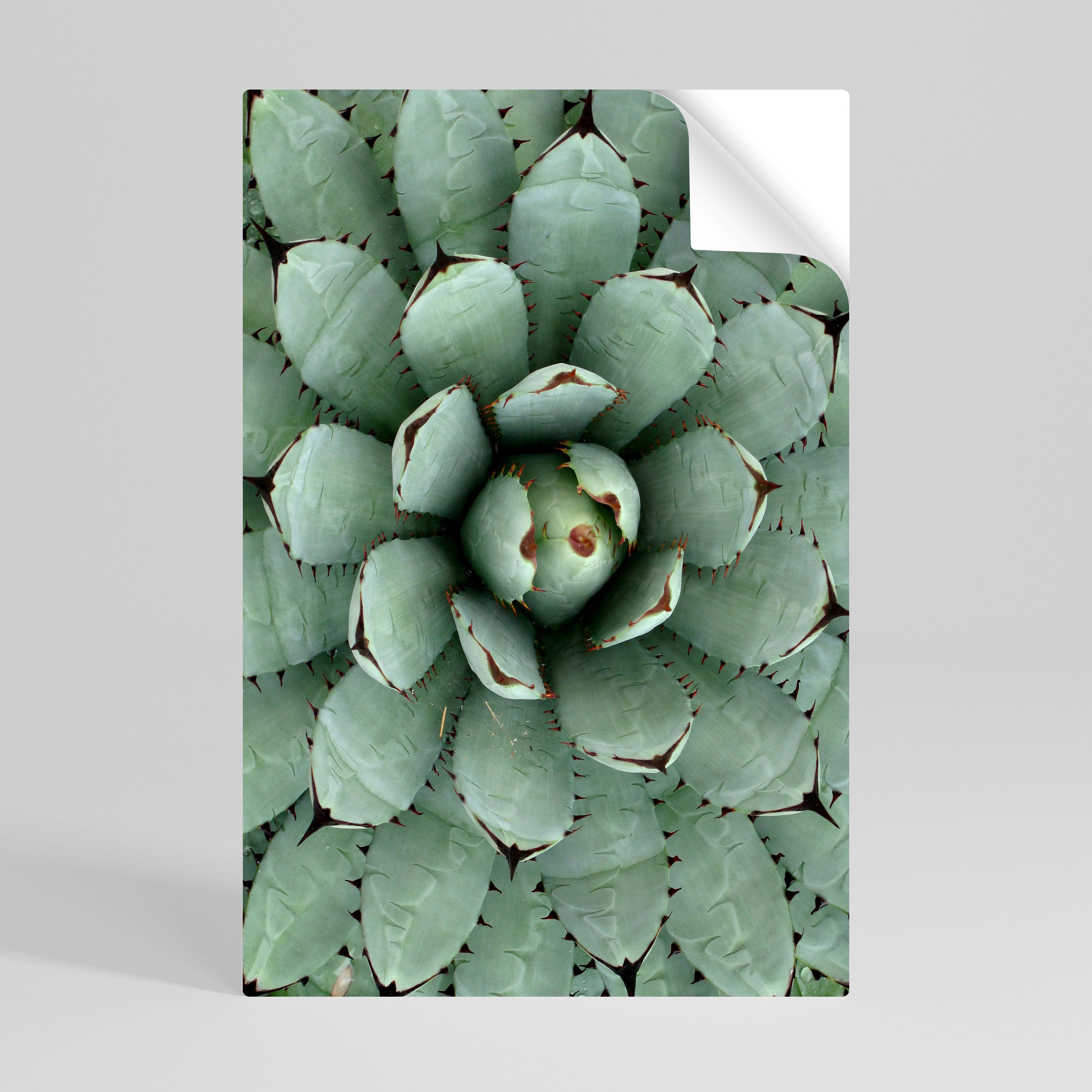 SUCCULENT SYMMETRY Póster Autocolante Vertical