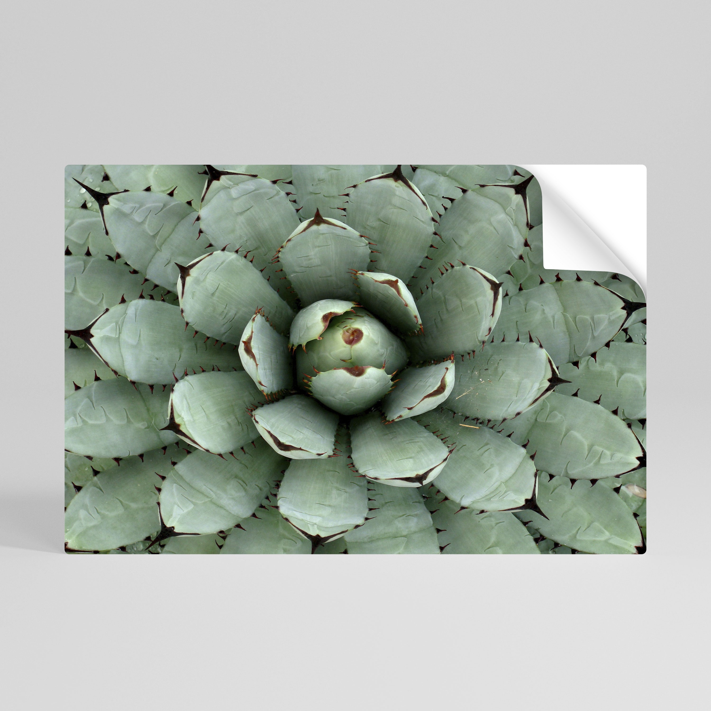 SUCCULENT SYMMETRY Póster Autocolante Horizontal