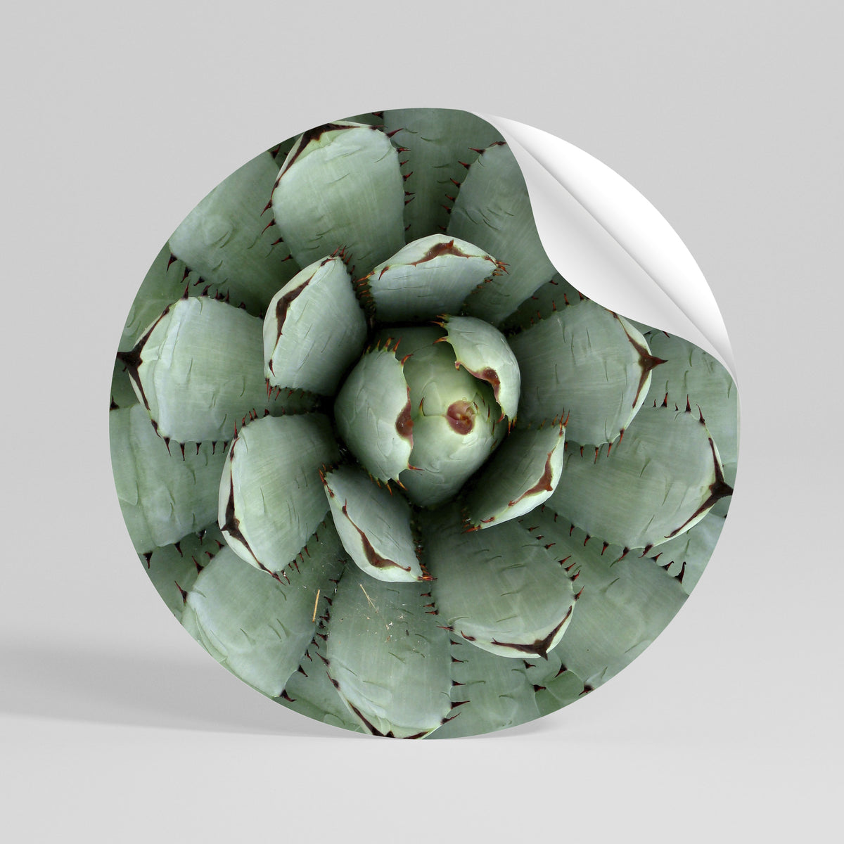 SUCCULENT SYMMETRY Autocolante Redondo Removível