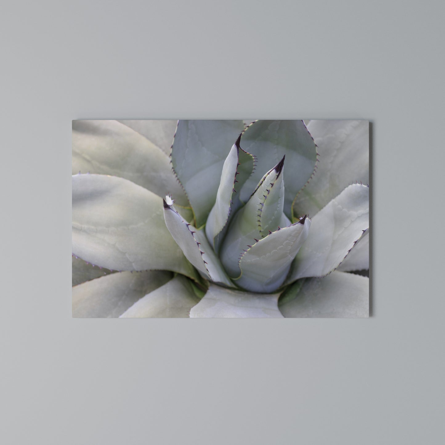 AGAVE ELEGANCE Horizontal Canvas Print