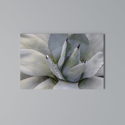 AGAVE ELEGANCE Horizontal Canvas Print