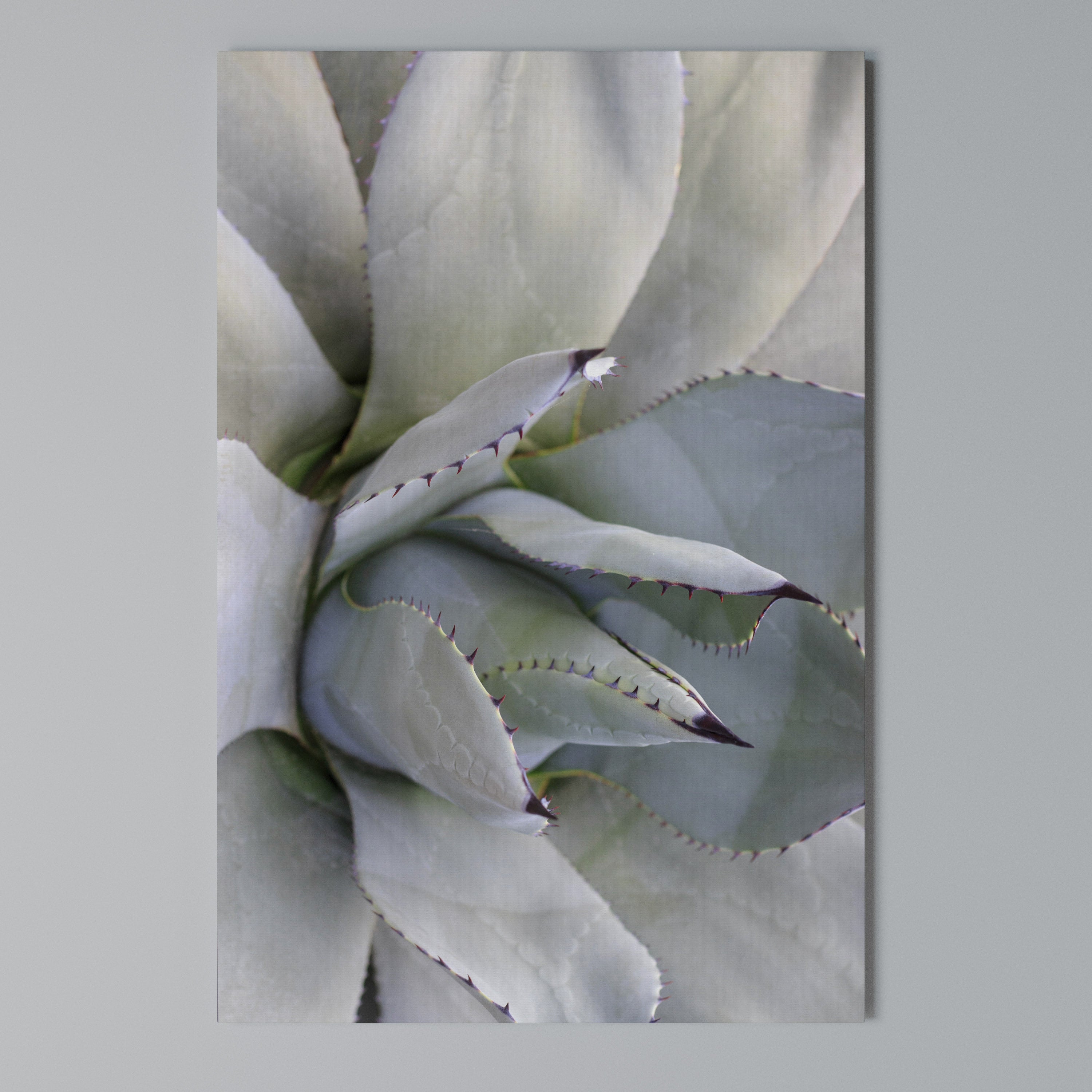 AGAVE ELEGANCE Quadro em tela vertical