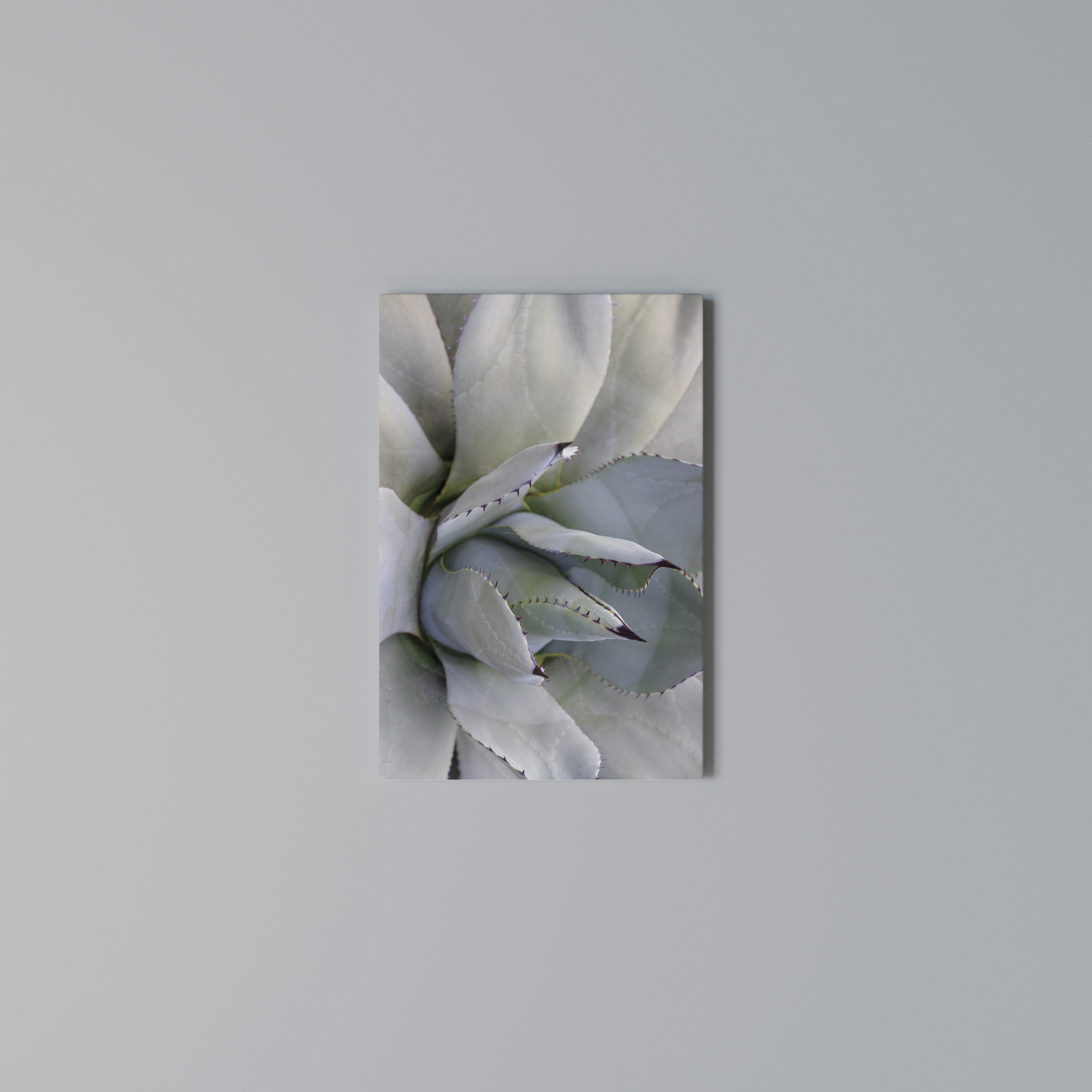 AGAVE ELEGANCE Quadro em tela vertical